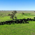 Will carbon credits be needed for future cattle market access?