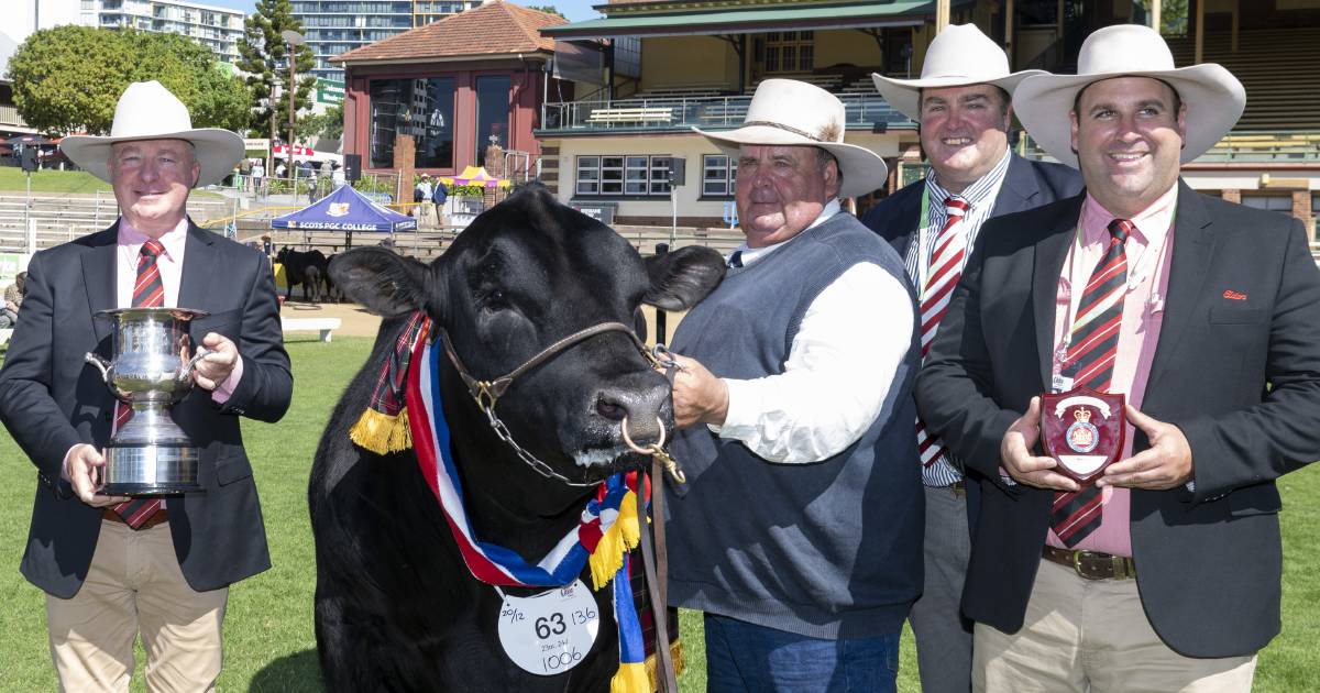 Allora stud scores dual Angus honours at Ekka