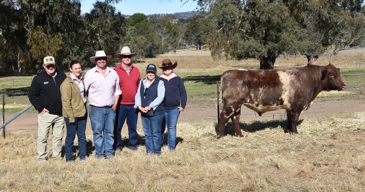 Southcote Shorthorns sell to $17,000 top.