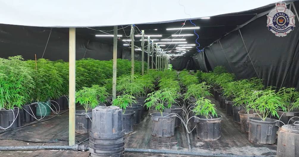 $60 million worth of cannabis seized at rural Queensland properties | Queensland Country Life