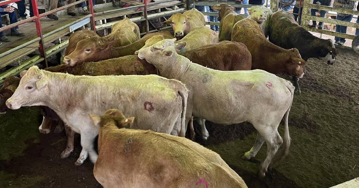 Increased competition for feeder steers, weaner steers and quality heifers at Laidley | Queensland Country Life