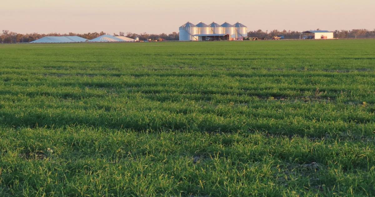 Blue chip border grain operation on the market