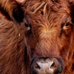 Range Beef Cow Symposium to bring educational opportunities to Colorado