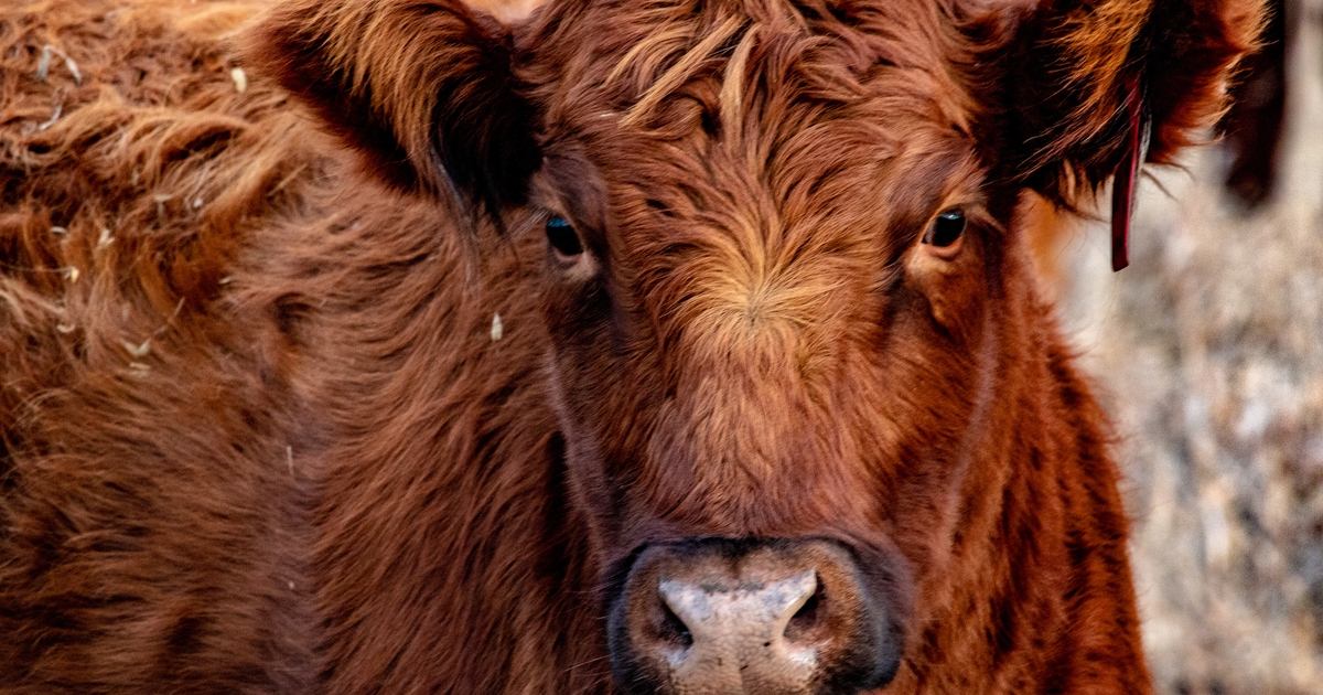 Lee Bjorklund honored as Red Angus Herdsman of the Year