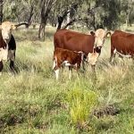 Tight competition at Barcaldine