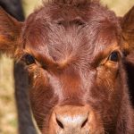 Grazing cornstalks can fill forage gaps during drought