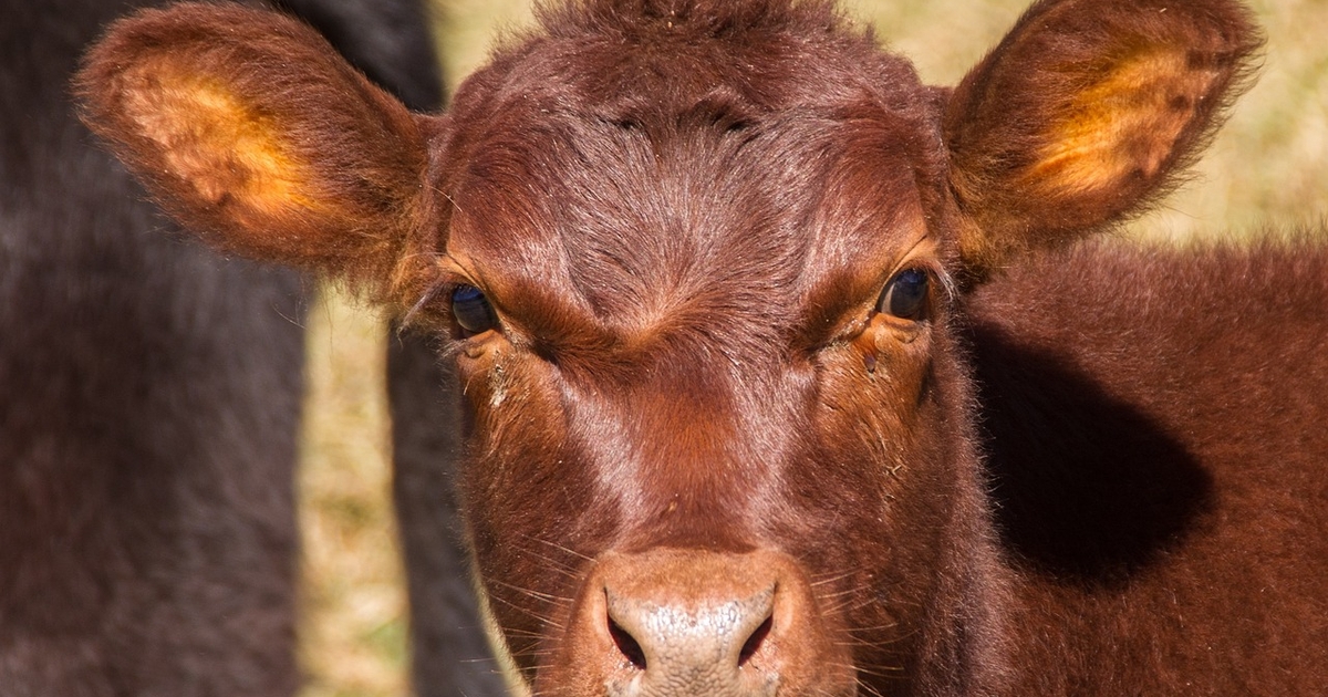 K-State Beef Stocker Field Day scheduled for Sept. 28