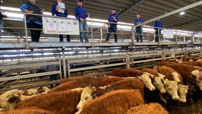 Selling action from Wodonga cattle sale