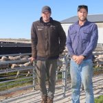 Repeat buyers step in on the action at Trigger Vale ram sale | The Land