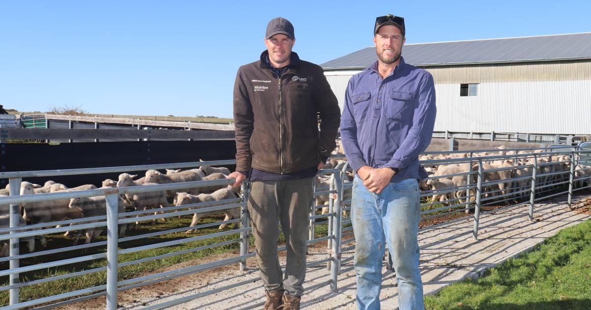 Dohne flock will thrive in the high rainfall region on minimal inputs