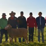 Dohne flock will thrive in the high rainfall region on minimal inputs