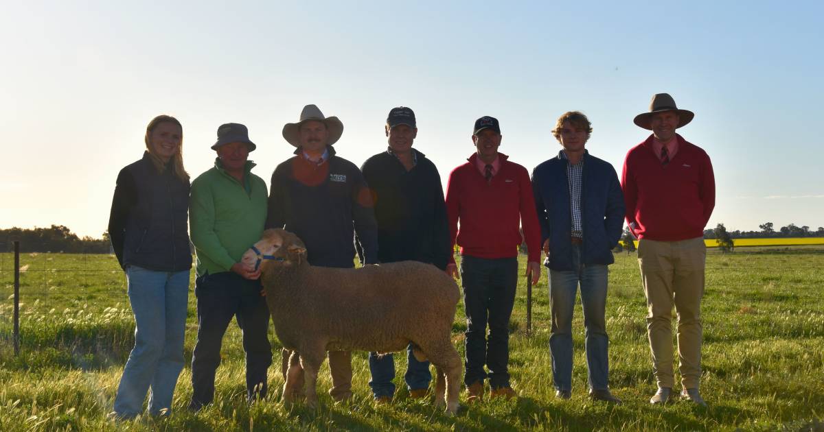 Repeat buyers step in on the action at Trigger Vale ram sale | The Land