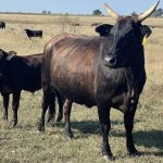 Corrigin community launches February Firestorm, Voices from the Smoke book | Farm Weekly