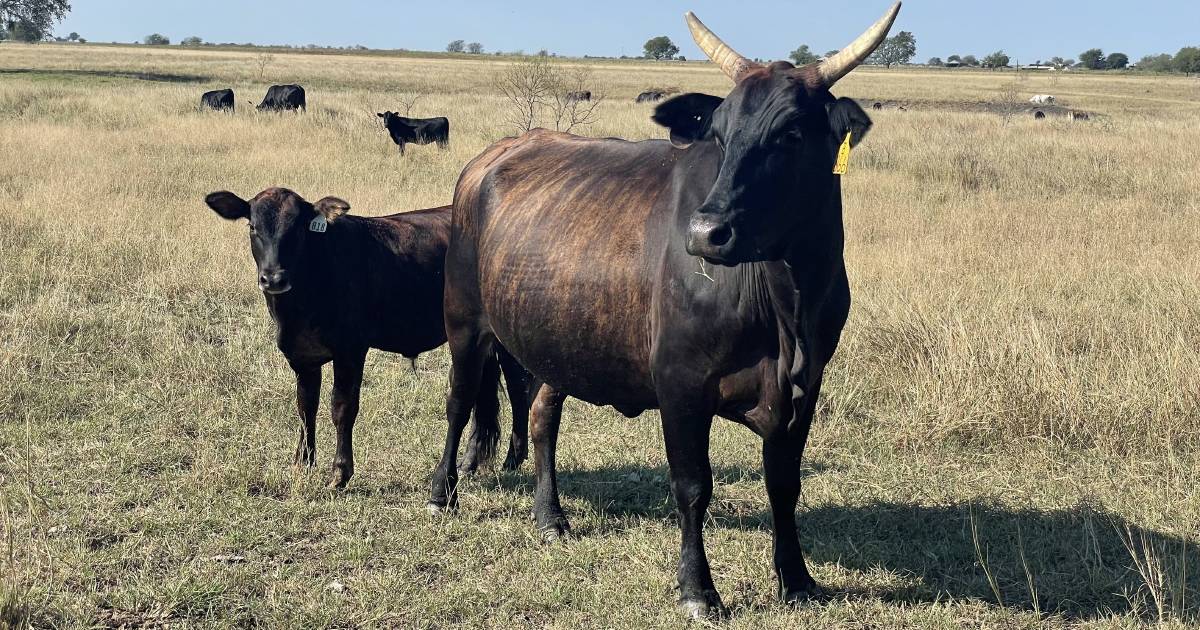 Texas A&M research on temperament raises eyebrows at NBRUC | Queensland Country Life