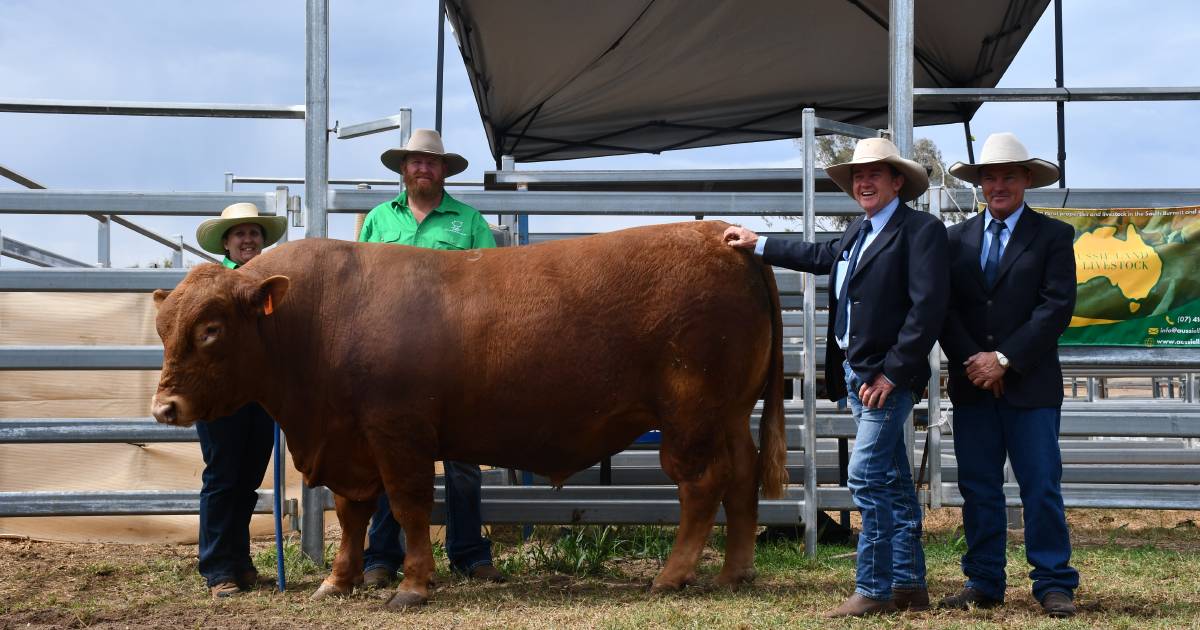 Return customers take home top temperament bull at JAK sale