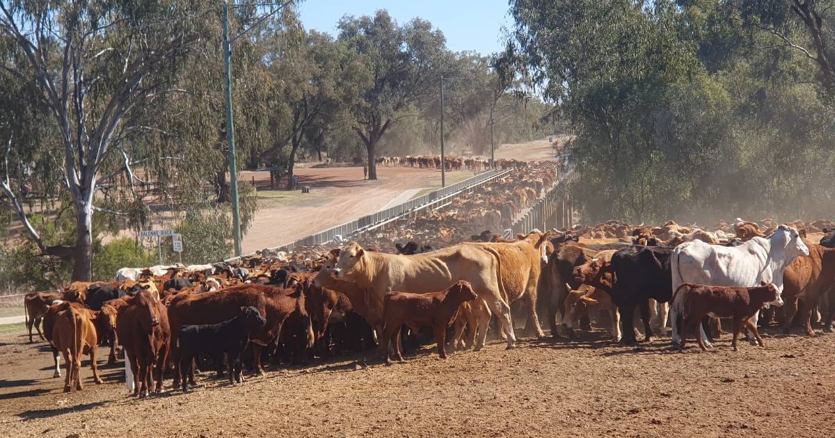 Dry conditions in NSW send cattle north on Qld stock routes | Queensland Country Life