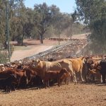 Droughtmaster steers 24 months old sell for $1270/head at Toogoolawah | Queensland Country Life