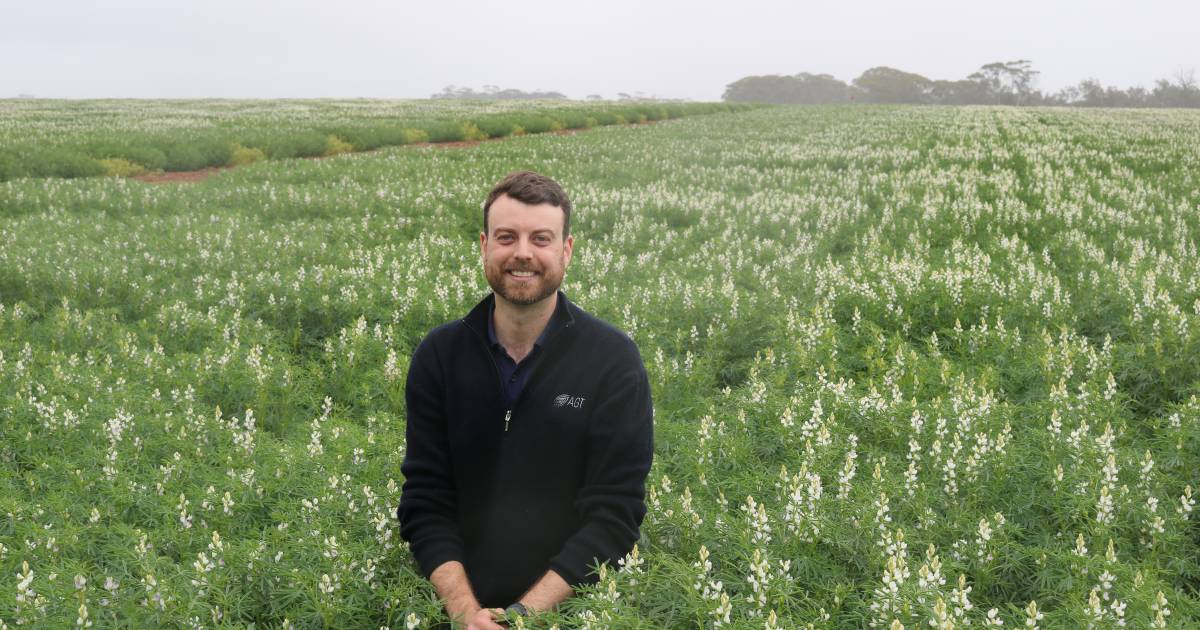 Two new lupin varieties pass the test