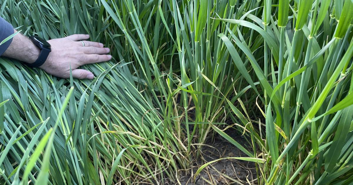 Laperouse variety is being put through its paces in medium and high rainfall zones