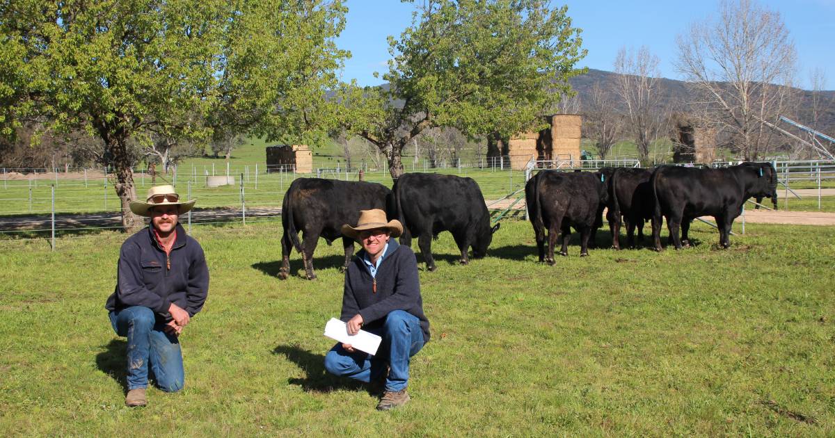 Hicks Beef clears 100 per cent