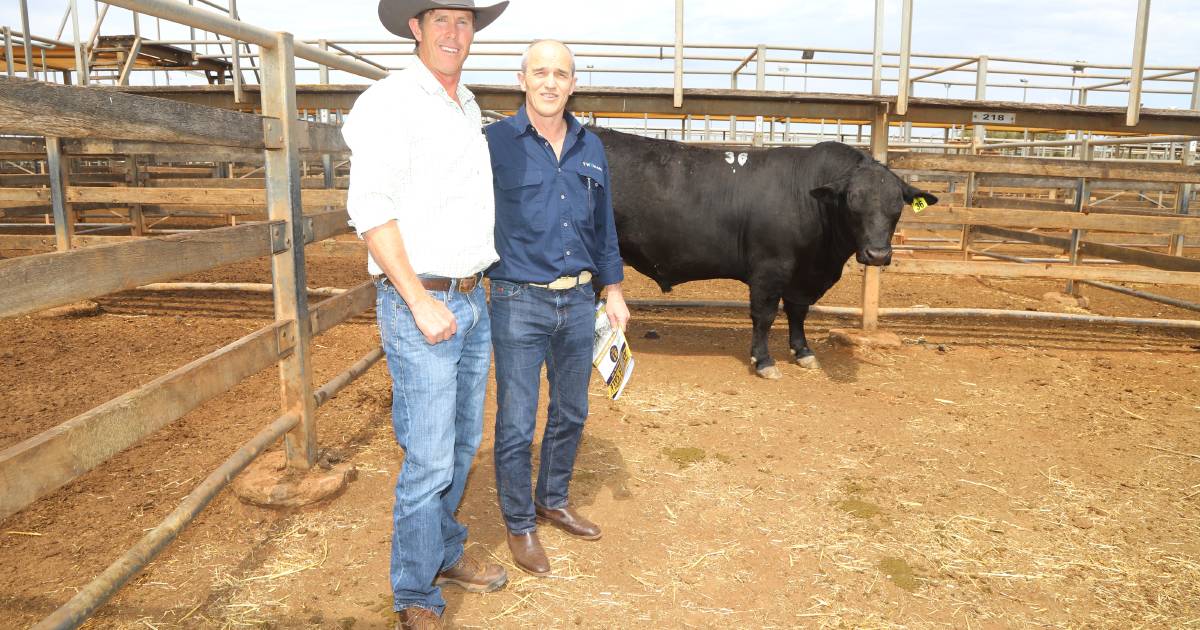 CQ Santa breeder tops Twynam and Barnett Angus bidding