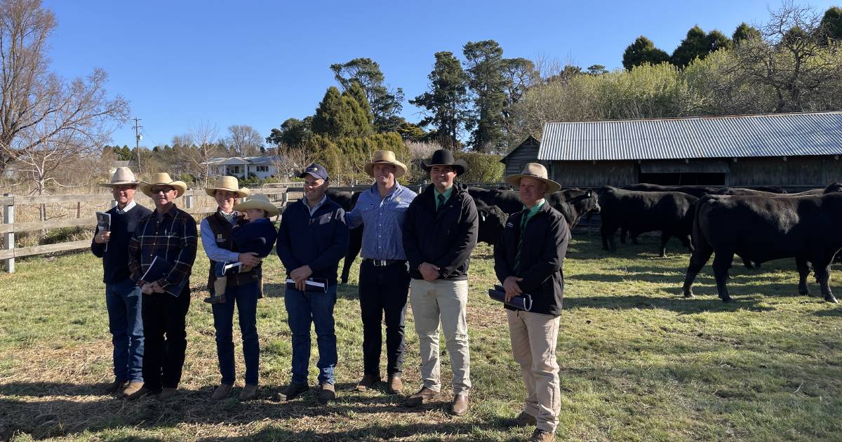 Hazeldean Angus achieves total clearance at spring bull sale