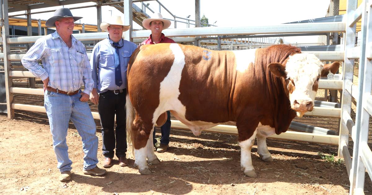 CQ cattleman supercharges breeding with Casa Toro Simmental bull