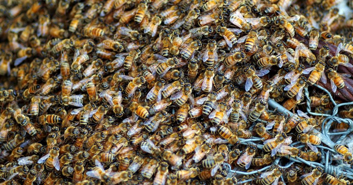 Varroa at Coffs Harbour, more at Kempsey cluster