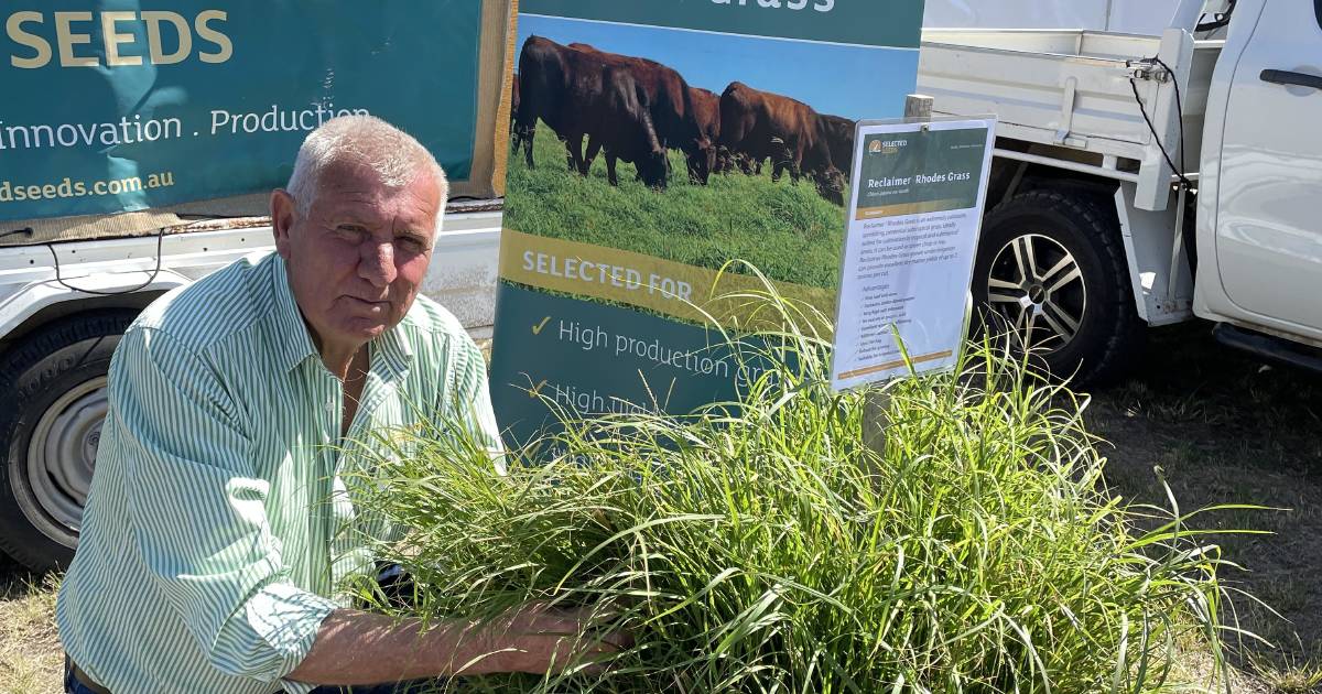 Reclaimer Rhodes grass pushes straight lucerne in Fassifern Valley as hay choice