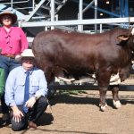 National Braford Sale 2023 at Gracemere | Queensland Country Life