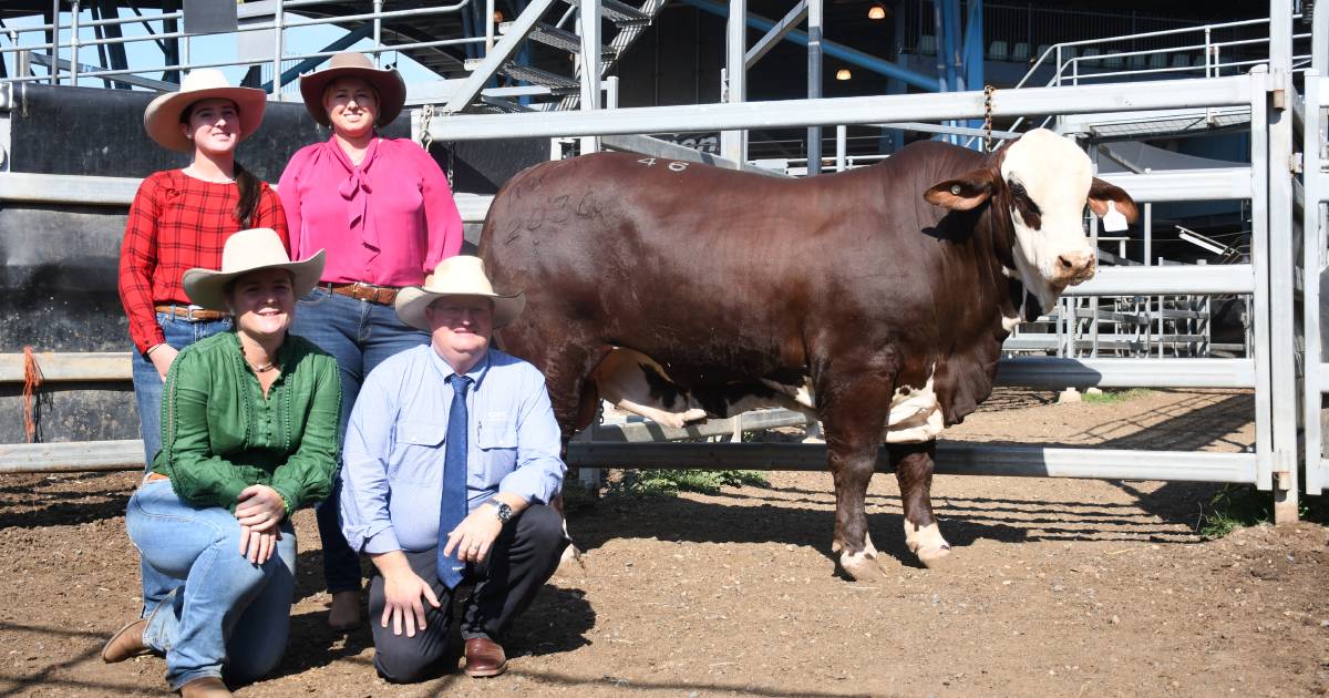 National Braford Sale sees Bell and Mt Perry studs on top | Queensland Country Life