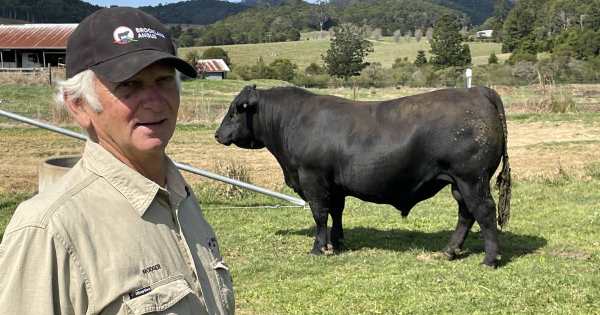 Genetic package drives Brooklana Angus to best sale result | The Land