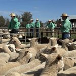 'Investing for the future': Return buyer secures top-priced bull at Onslow Angus sale