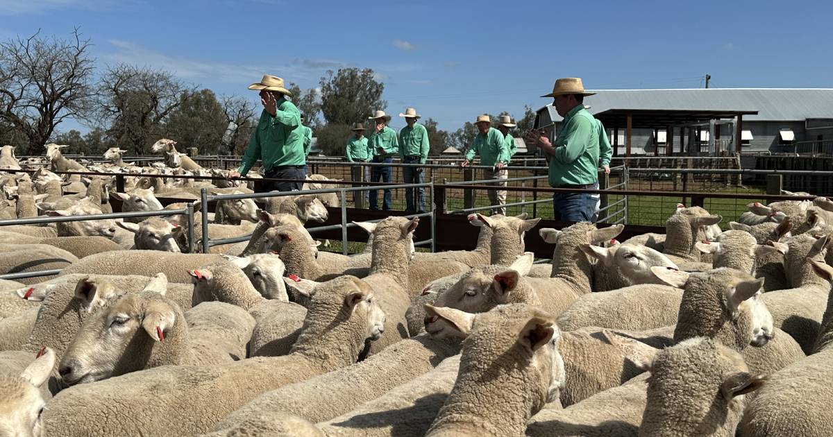 Repeat buyers compete for first cross ewes at Gnadbro sale