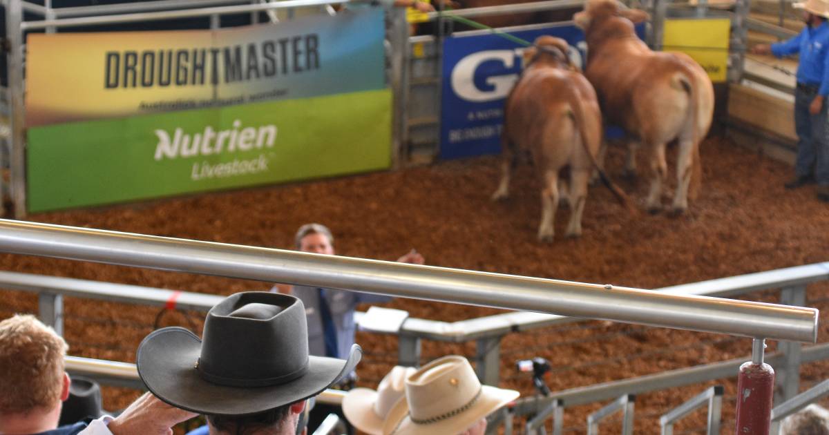 Top vendor averages emerge on day two of Droughtmaster National Sale