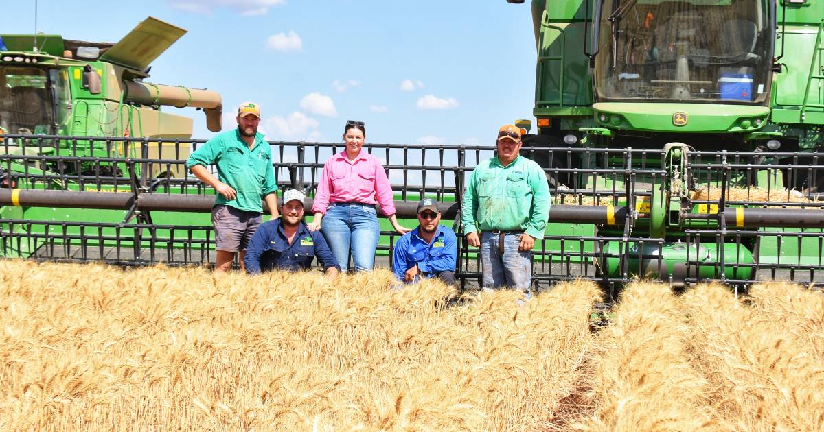 Curra kicks off wheat harvest in Central Queensland