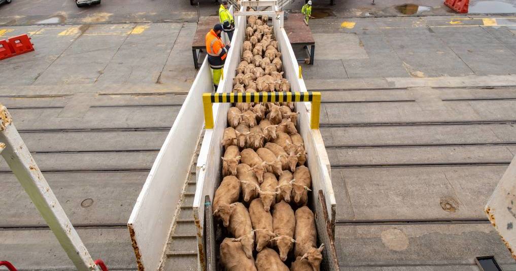 WA sheep producers welcome return of live export