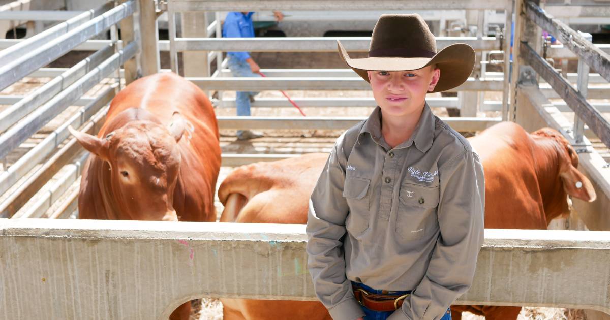 Droughtmaster National's youngest buyer Mac Smith purchases top Huntley bull