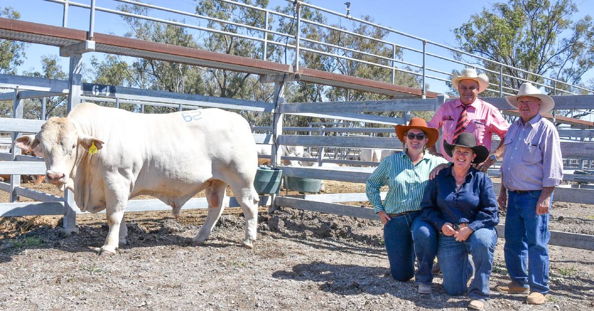 Nobbs families' sale top bull bound for stud duties at Bluff