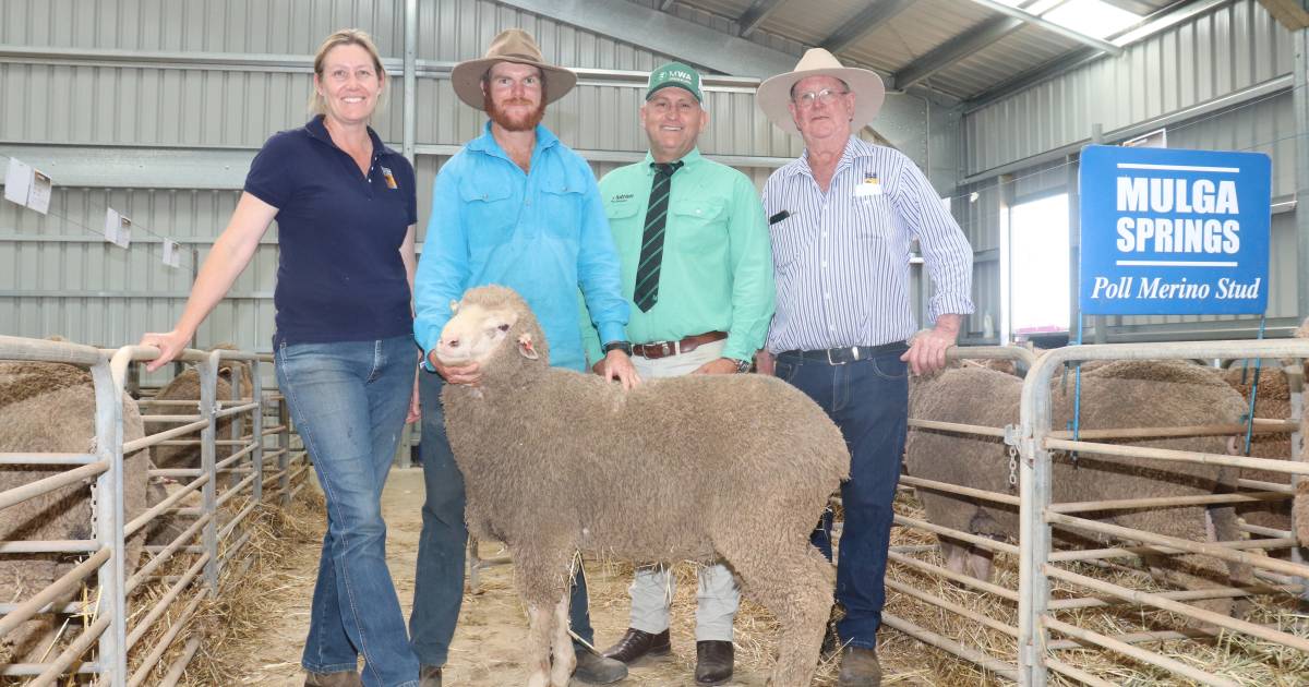 Northern Stud Breeders’ Association ram sale: Walkindyer, Mulga Springs and Terara | Farm Weekly