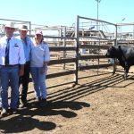 Cows and calves top Dubbo store sale at $1060