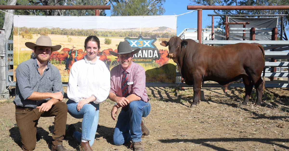 Commercial and stud operators chase top genetics at annual Gyranda bull sale