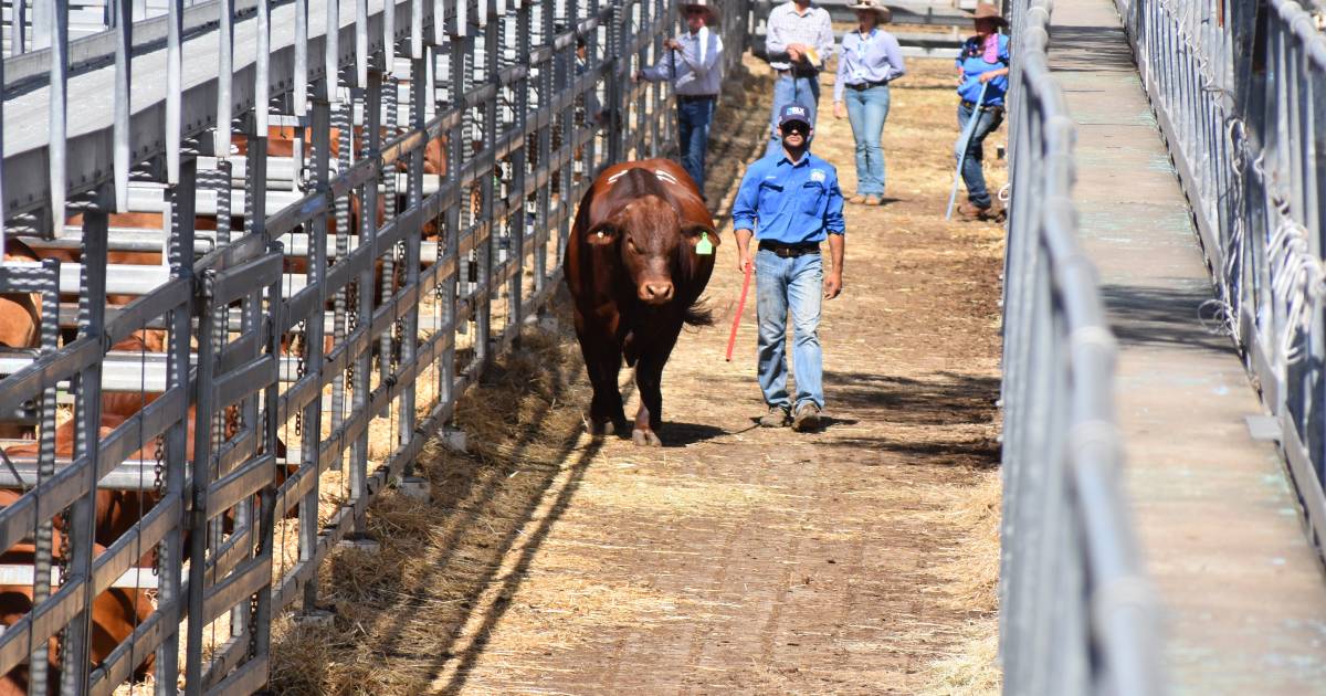 Droughtmaster National data reveals vendors hit with market correction in 2023