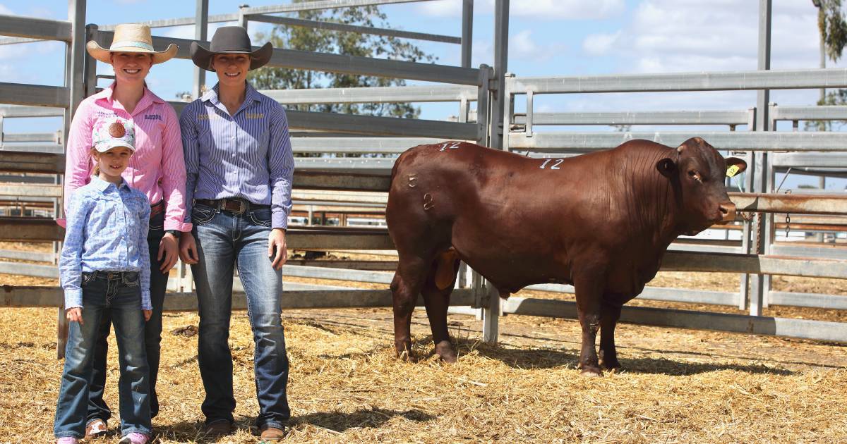 5 Star Senepol sale clears the board in 2023 | Queensland Country Life