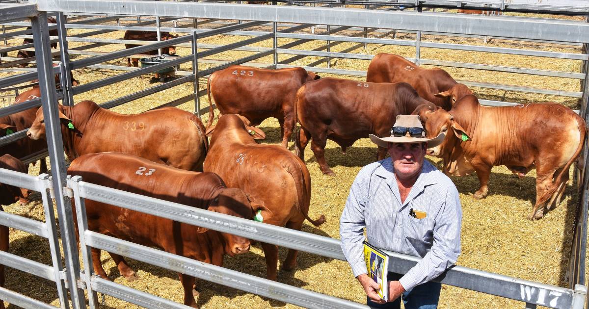 Stumer’s JS Cattle Co among volume buyers at 2023 National Droughtmaster bull sale | Queensland Country Life