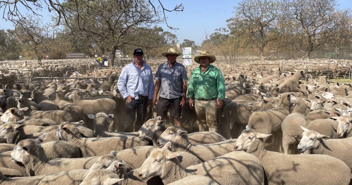 Narrandera first-cross ewes sold top of $182 | The Land