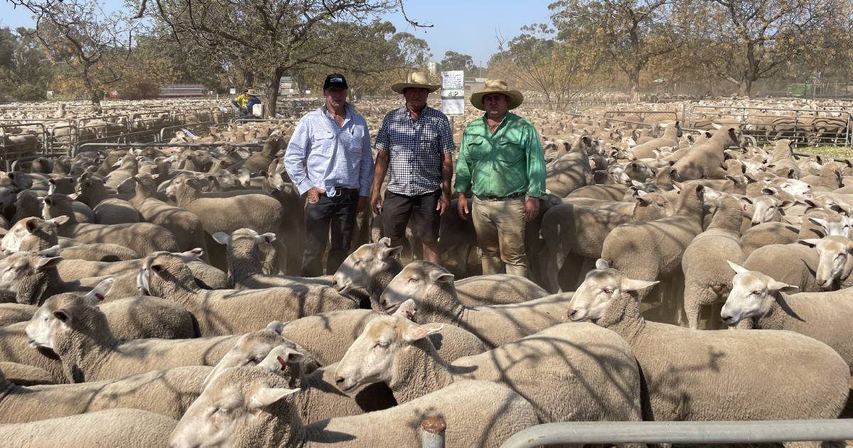 Narrandera first-cross ewes sell to top of $182 | The Land