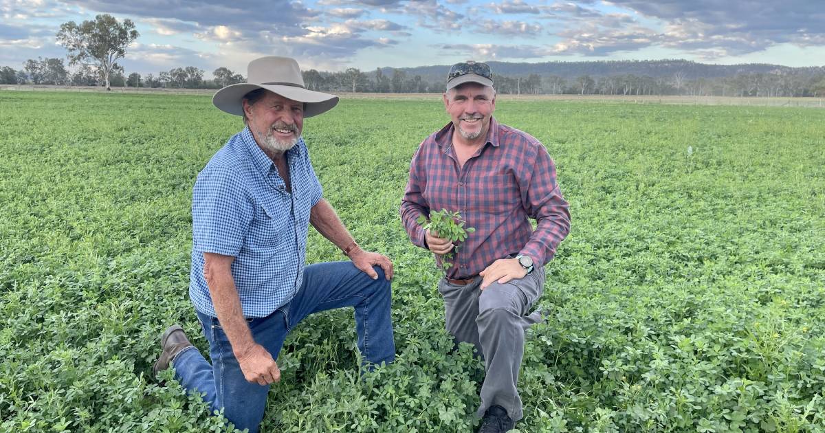 Monto graziers working to improve soil and pasture