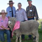 Rangeview stud, Darkan, wins Perth Royal Show supreme fleece award. | Farm Weekly