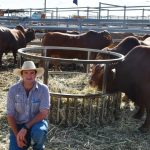 Mt Gipps Dorper sale sold rams to local and intersate buyers | The Land